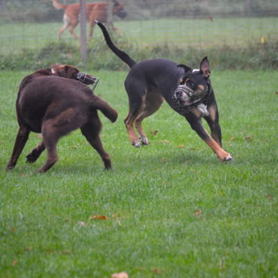 Arbeit mit aggressiven Hunden - Teil 1