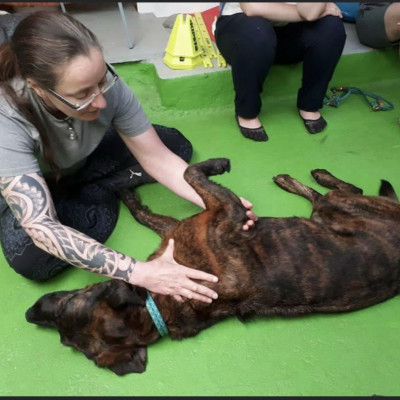 Dorn Therapie/Breuss Massage für Hunde