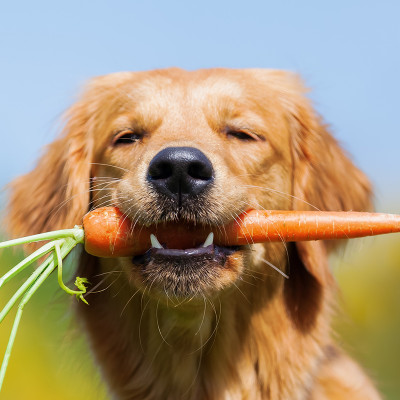 Online Seminar: Fortbildung für Ernährungsberater für Hunde