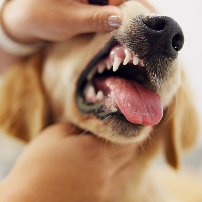 Online-Seminar: Zahngesundheit beim Hund