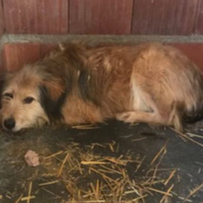 Online-Seminar: Deprivation und Trauma beim Hund