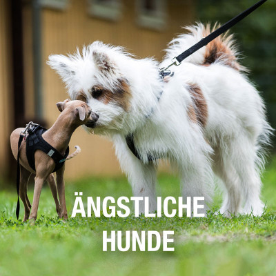 VBD-Block 3A: Ängstliche Hunde