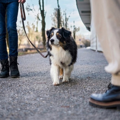 Der Bewegungsapparat des Hundes und seine häufigsten Erkrankungen