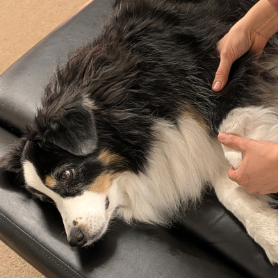 Bewegungsauffälligkeiten beim Hund – erkennen, behandeln