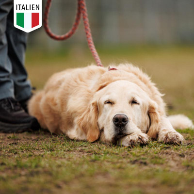 Dein Hundetrainings-Urlaub