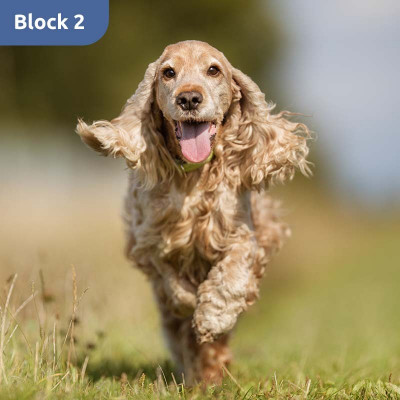 VBD-Block 2A: Der Hund: Persönlichkeit und Verhalten