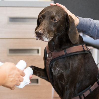 (Mehr als) Erste Hilfe am Hund