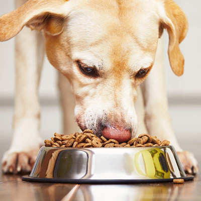 Online-Seminar: Grundlagen der Hundeernährung für Hundetrainer