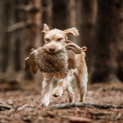Jagdkontrolltraining