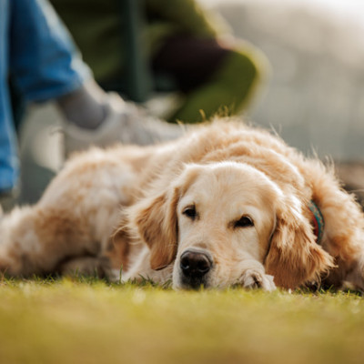 Resilienz bei Mensch und Hund
