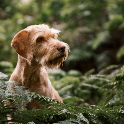 Jagdhunde und ihre Sinneswelt