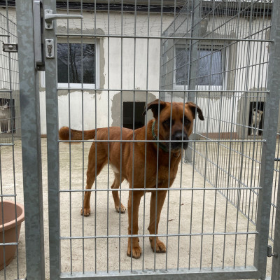 Arbeit mit aggressiven Hunden     Teil 2 (nur in Verbindung mit Teil 1 buchbar)