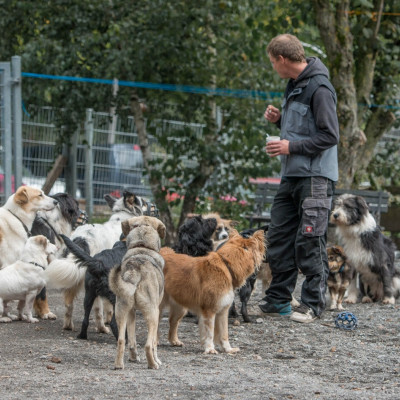Mehrhundehaltung
