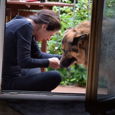 Online-Seminar: Traumafolgestörungen beim Hund