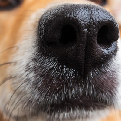 Modul 2: Aufbauseminar Objektsuche/Spürhundesport